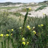 0609F 18 Rotterdam-Leer